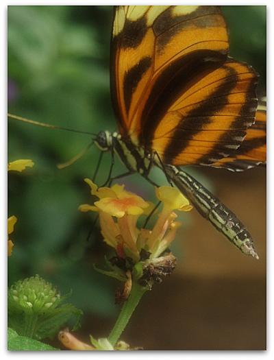 ついでに観光でもしてみますかの旅 in Phoenix① / Butterfly Wonderland in Scottsdale　