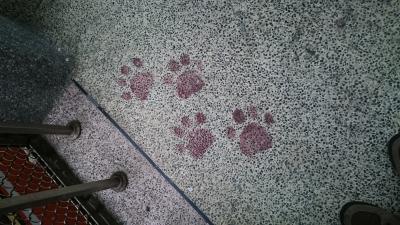 ノープラン 台北5日間 その2 猫との出会い