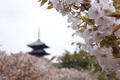 春の京都散歩１泊２日～終わりかけの桜を探す旅～