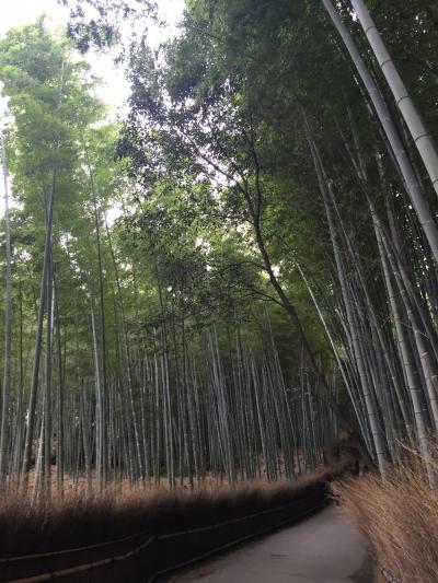 京都☆癒しのひとり旅。ホテルサンライン京都祇園四条 その1