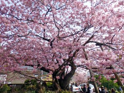 早春の河津桜