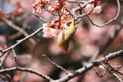 新宿御苑の花めぐり！