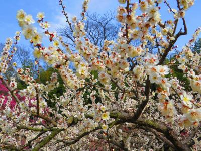 吉備路をブラブラ「吉備津彦神社」～岡山城～後楽園で～ス