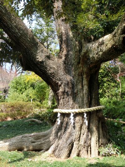 関口台で200分 ～目指した 『信長からの手紙』 ～ 締め括りは椿山荘立ち寄り