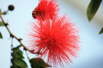 新宿御苑の温室の花！