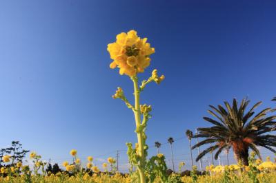 2015.1 ちょっと早い伊良湖の菜の花