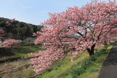 河津桜と伊豆の味覚を楽しむ一泊二日バスツアー＜２＞　【みなみの桜と菜の花、割烹料理「おか田」の伊豆郷土料理、修善寺梅林】