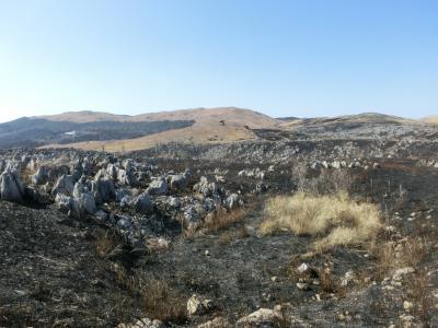 秋吉台 山焼き前日なのに焼け跡だった