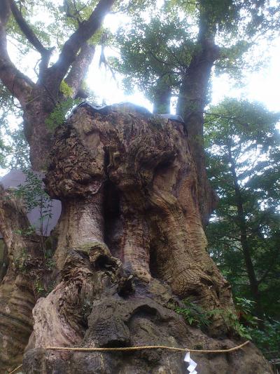 熱海の来宮神社