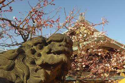 湯島天神の梅、神田明神の梅、　香取神社の梅。