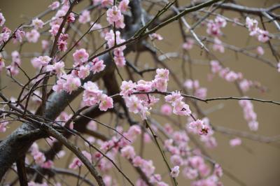 名城公園に遊ぶ
