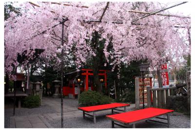 西陣エリアの桜散策！小さい境内と青い空を覆い尽くす桜が圧巻！