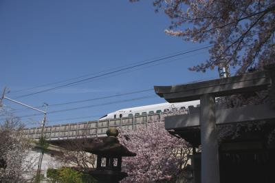 京都で新幹線と桜と鳥居が一度に撮れる！京都駅近の桜散策！