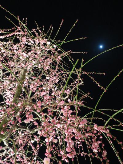 なばなの里イルミネーションのたび2015