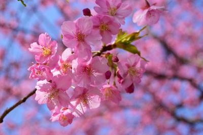 三浦海岸の河津桜をまぐろきっぷで満喫！