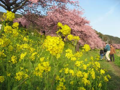 ’１５　伊豆に河津桜を見に行こう２　みなみの桜と菜の花まつり編
