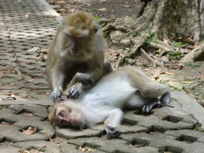 インドネシア、ジャワ島を巡る旅その4-パガンダラン国立公園