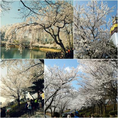 ソウル旅行）桜満開の石村湖&#12316;！