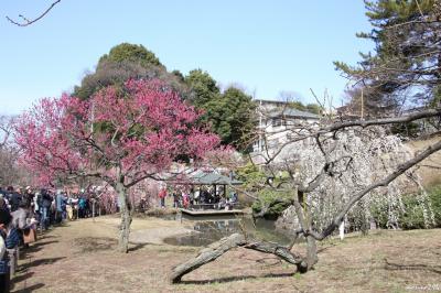 横浜・大倉山観梅会