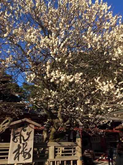 九州周遊 福岡~広島 (博多編)