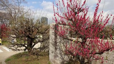 浪速の春の芽をさがして、河内から上町台地周辺を巡る