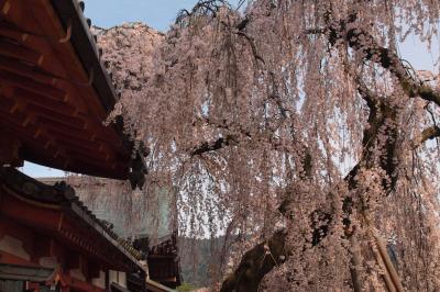 桜咲く「記紀万葉のふるさと=奈良」その③-2　再び自転車で薬師寺・唐招提寺そして氷室神社・奈良公園