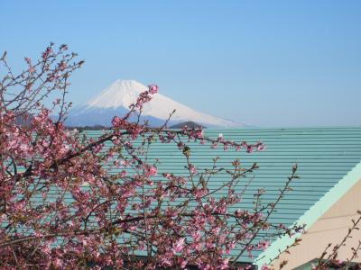 富士山と河津桜。