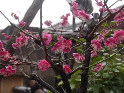 奈良 久しぶりのお水取り