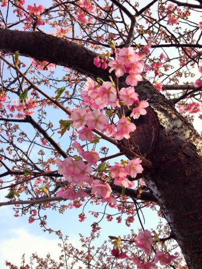 2015年、一足早い春の訪れ～稲取温泉 雛のつるし飾りと河津桜の競演