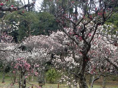 枚方の梅の名所◆『意賀美神社』の梅林