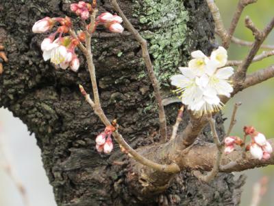 なら町をブラブラしながら元興寺へ