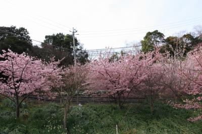 春を感じに、千葉県鋸南町の頼朝桜　in　佐久間ダム