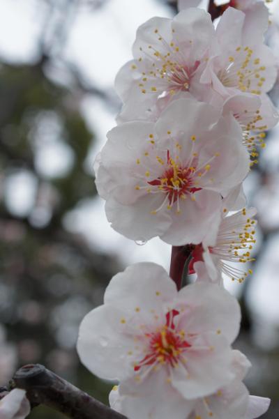 20150307-2 浜離宮恩賜庭園 梅の花と、蕾と、水滴と