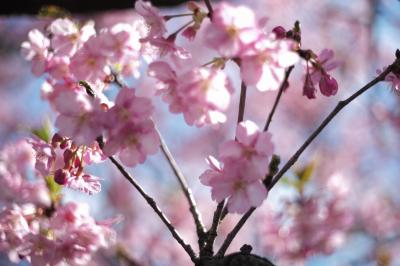 河津さくらと菜の花の鑑賞