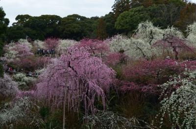 さわやかウォーキング～掛川城下町めぐり、「しだれ梅」が咲く龍尾神社を訪ねる