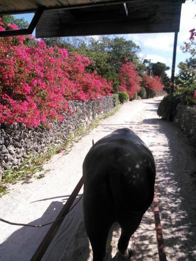 2014.11 石垣島2日目 竹富島