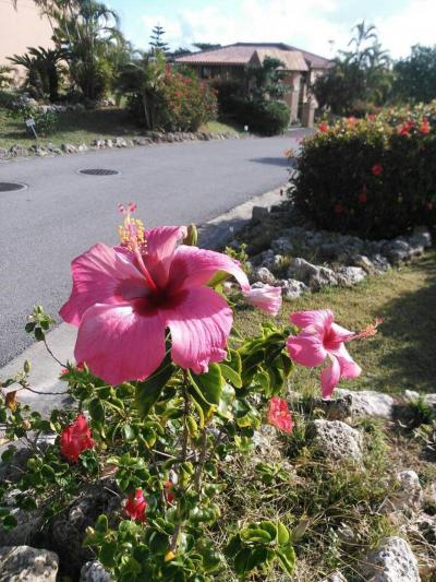 2014.11 石垣島3日目 最終日 辺銀食堂