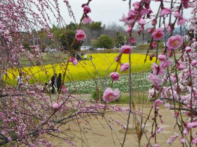 菜の花としだれ梅が満開・・・和泉リサイクル環境公園へ