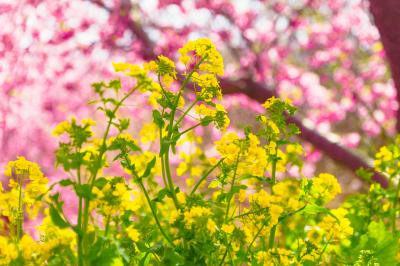 一足早い桜を求めて伊豆へ：河津桜まつり編 (2015年2月)