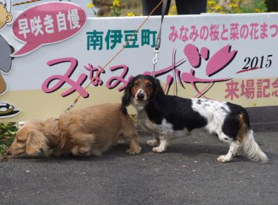 毎年の恒例行事・・・河津桜 2015 【ミナミの桜編】