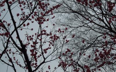 桜にはまだ遠い春の京都御所