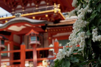 桜咲く「記紀万葉のふるさと＝奈良」その⑤最終章　　春日大社