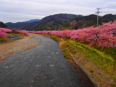 河津桜と菜の花めぐりの伊豆旅1(河津町編)