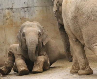 冬に逆戻りしたような早春の多摩動物公園レッサーパンダ詣（４）レッサーパンダ以外のアジア圏とオーストラリア圏の動物たち：コアラのタイチくんやオランウータンのリキくん室内でも元気！＆床を歩いてしまうコアラのタイチくん＆アジアゾウのアマラとヴィドゥラはいつも仲良し＆ユキヒョウ４頭見分けが付かず（苦笑）