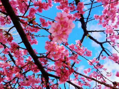 河津桜＠出勤前の代々木公園