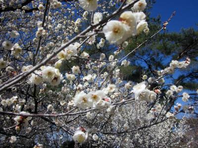 旧馬頭町南平台の梅林、梅の甘い香りに春を感じました。