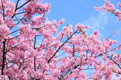 早春の伊豆で癒されて１―河津の河津桜まつりへ―