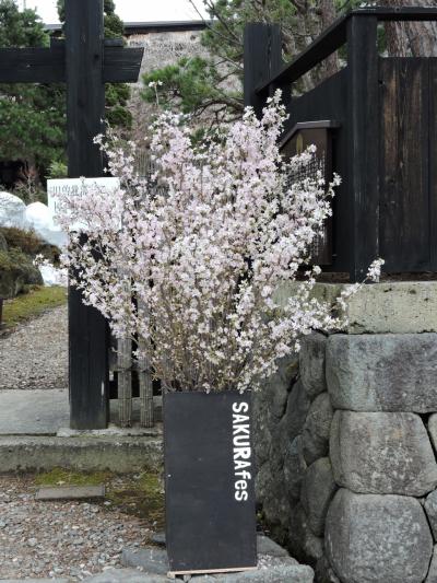 かみのやま桜フェス２０１５「春を待つ　武家屋敷に　桜咲く。」