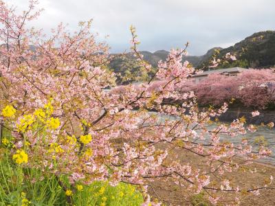 伊豆、満開の河津桜