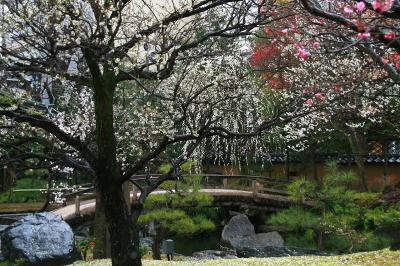 満開の梅を見にふらっと湯島天神へ